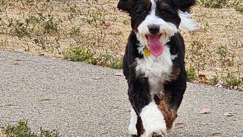 Kitty Hawk/Menlo Dog Park - Huber Heights, OH