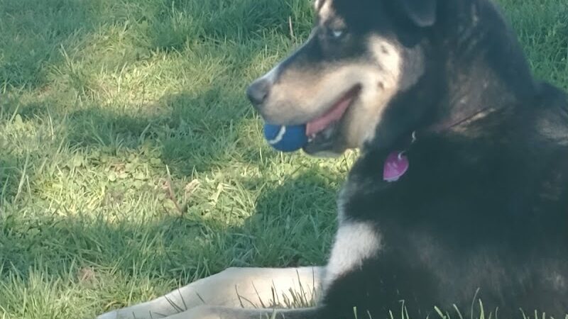 Kitty Hawk/Menlo Dog Park - Huber Heights, OH