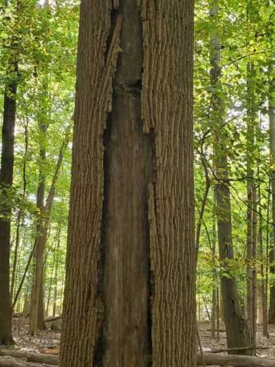 Cascade Park - Hudson, OH