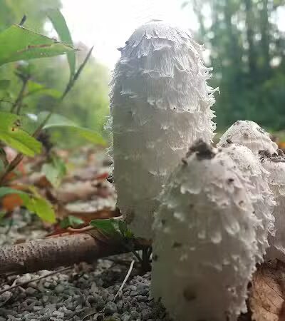 Colony Park - Hudson, OH