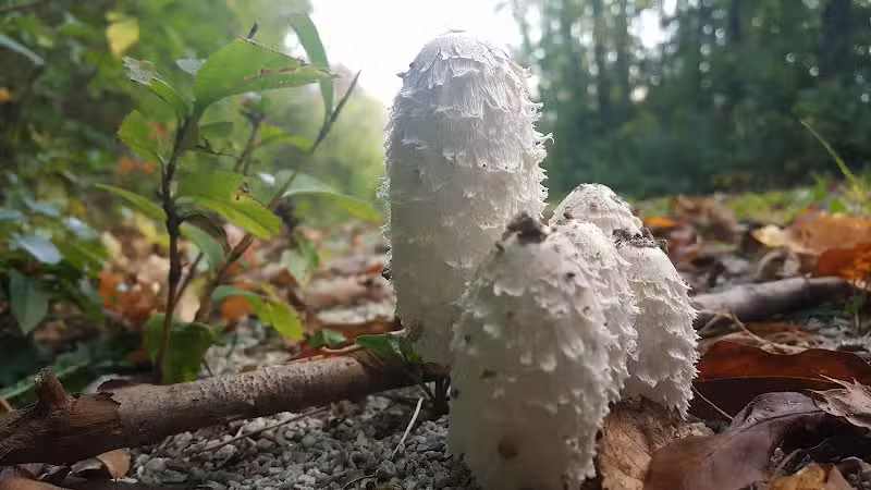 Colony Park - Hudson, OH