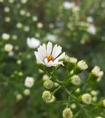 Colony Park - Hudson, OH