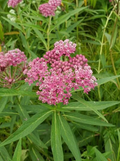 Darrow Road Park - Hudson, OH