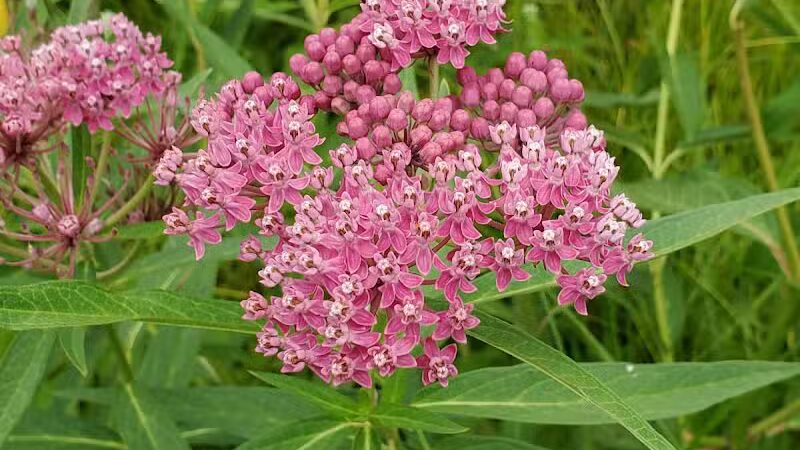 Darrow Road Park - Hudson, OH