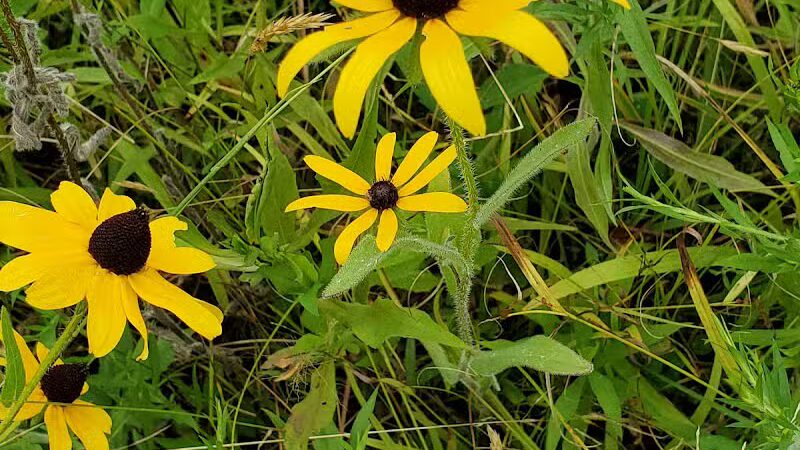 Darrow Road Park - Hudson, OH