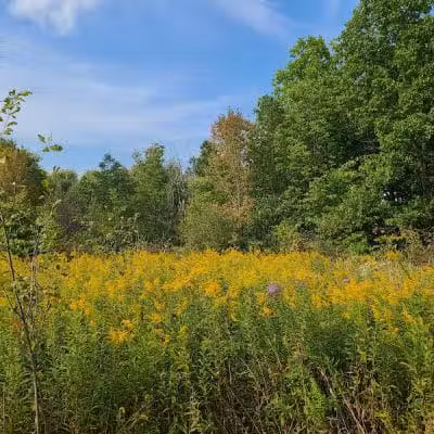 Downy Loop Trail - Hudson, OH