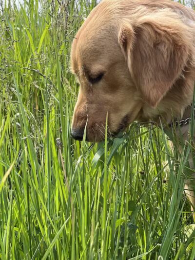 Downy Loop Trail - Hudson, OH