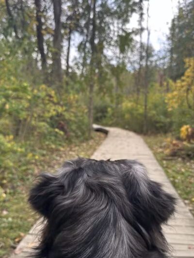 Downy Loop Trail - Hudson, OH