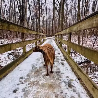 Downy Loop Trail - Hudson, OH