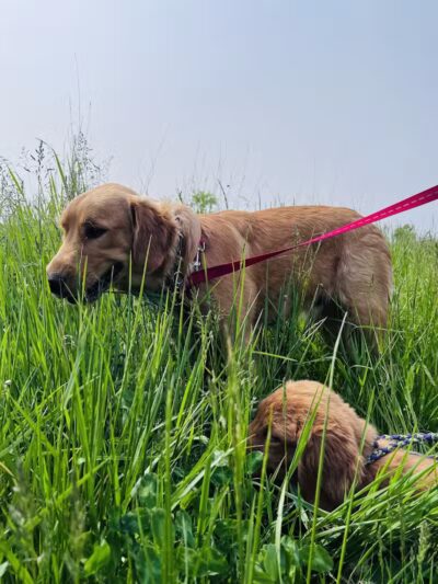 Downy Loop Trail - Hudson, OH