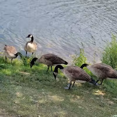 Hudson Springs Park - Hudson, OH