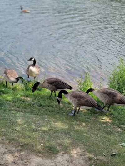 Hudson Springs Park - Hudson, OH