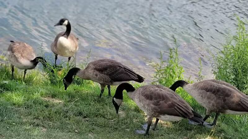 Hudson Springs Park - Hudson, OH