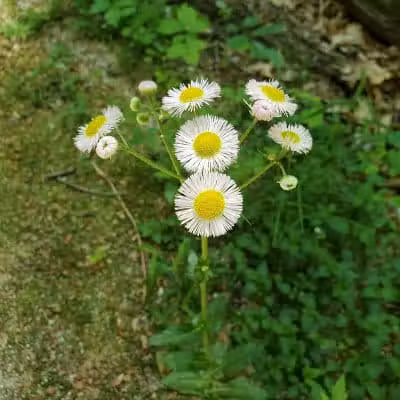 Maple Grove Park - Hudson, OH