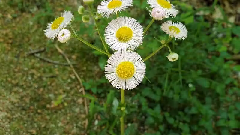 Maple Grove Park - Hudson, OH