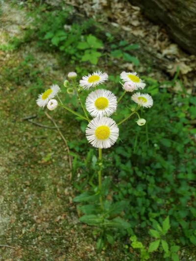 Maple Grove Park - Hudson, OH