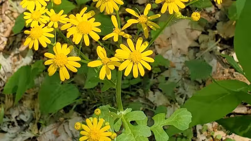 Maple Grove Park - Hudson, OH