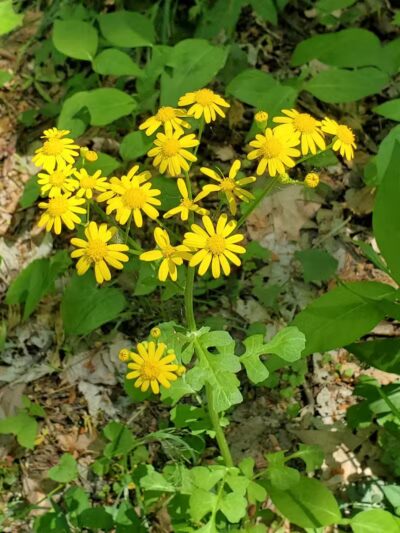 Maple Grove Park - Hudson, OH