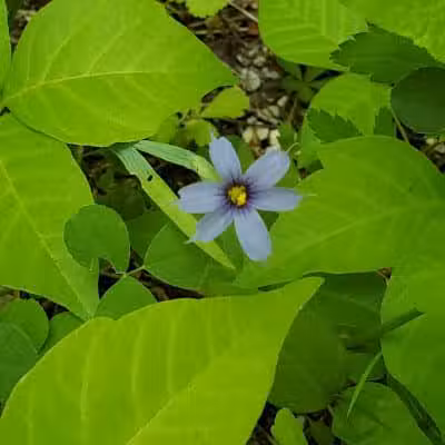 Maple Grove Park - Hudson, OH