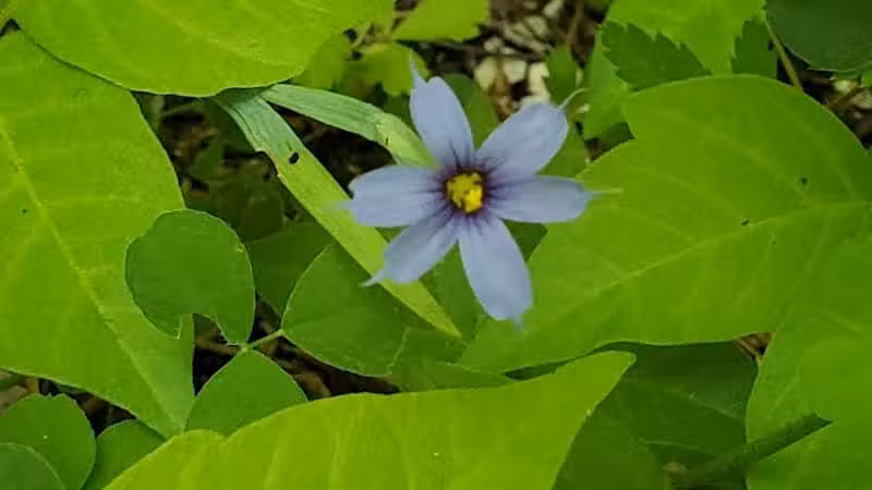 Maple Grove Park - Hudson, OH