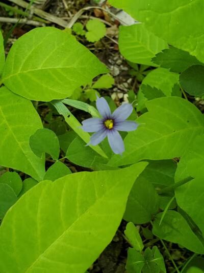 Maple Grove Park - Hudson, OH