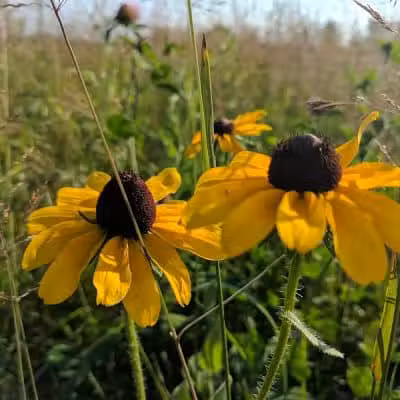 Wood Hollow Metro Park - Hudson, OH