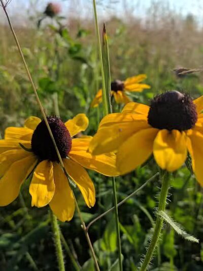 Wood Hollow Metro Park - Hudson, OH