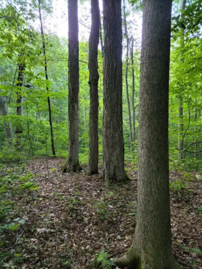 Headwaters Park - Huntsburg, OH