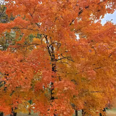 Lions Park - Huntsville, OH