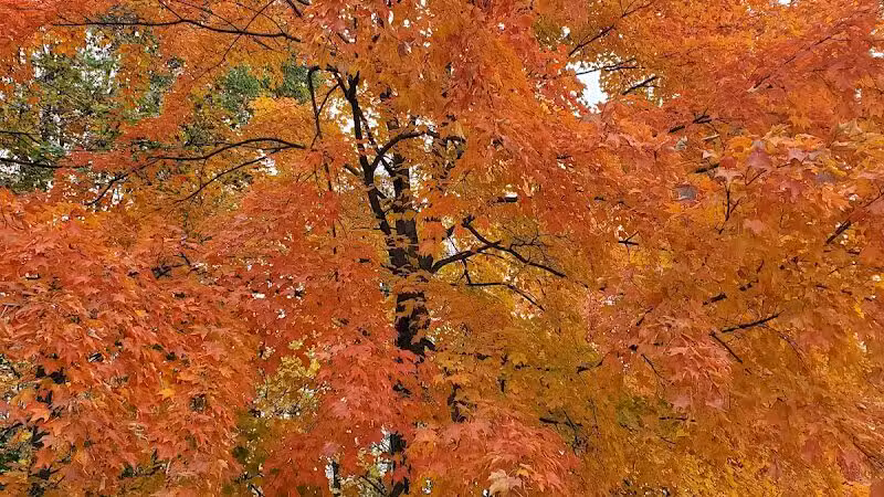 Lions Park - Huntsville, OH