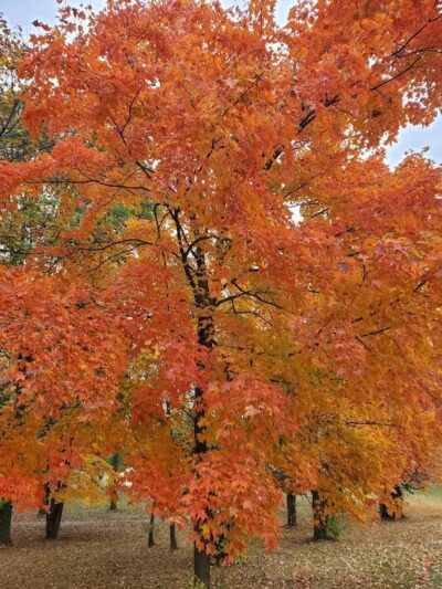 Lions Park - Huntsville, OH