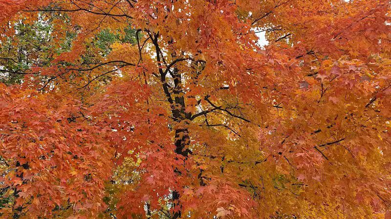 Lions Park - Huntsville, OH