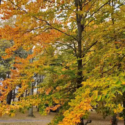 Lions Park - Huntsville, OH