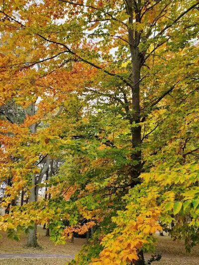 Lions Park - Huntsville, OH