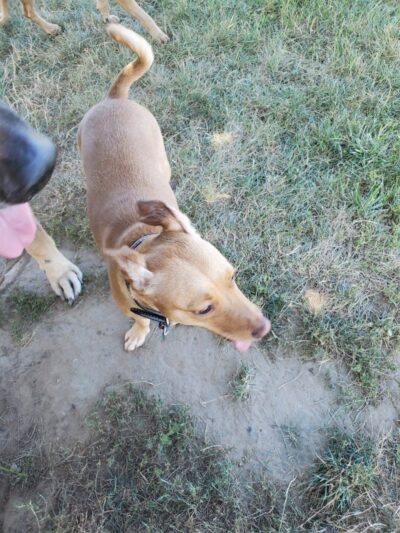 Erie Metro Bark Park - Huron, OH - Huron, OH