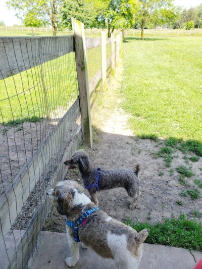 Erie Metro Bark Park - Huron, OH - Huron, OH