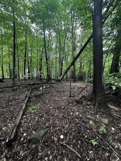 Hemlock Creek Trail - West Creek Conservancy - Independence, OH