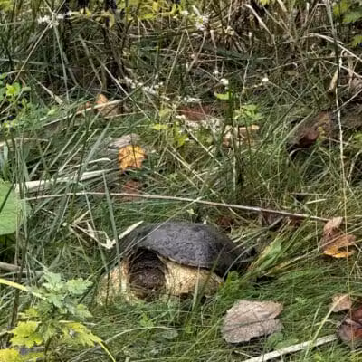 Hemlock Creek Trail - West Creek Conservancy - Independence, OH