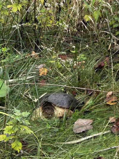 Hemlock Creek Trail - West Creek Conservancy - Independence, OH