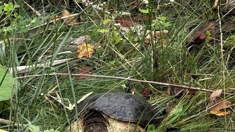 Hemlock Creek Trail - West Creek Conservancy - Independence, OH