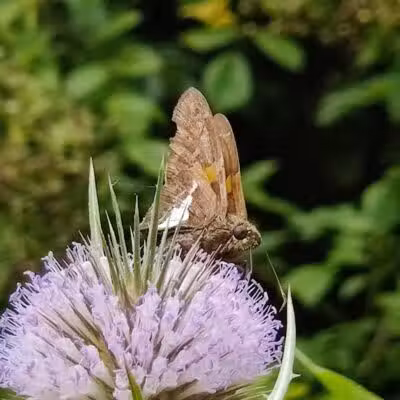 Hemlock Creek Trail - West Creek Conservancy - Independence, OH