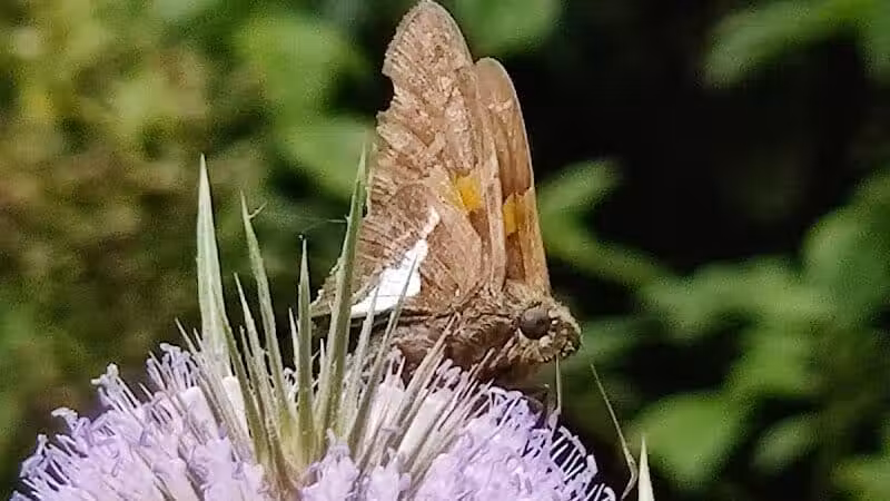 Hemlock Creek Trail - West Creek Conservancy - Independence, OH
