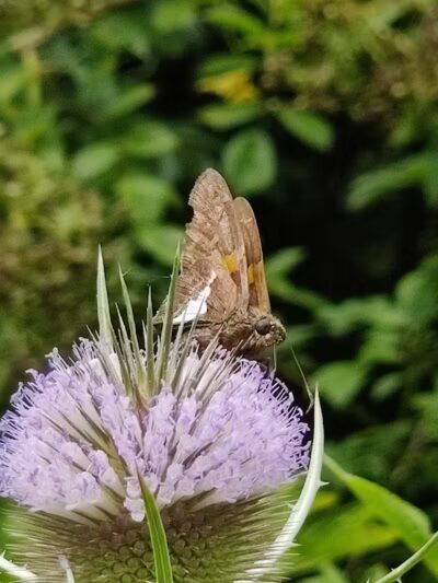 Hemlock Creek Trail - West Creek Conservancy - Independence, OH