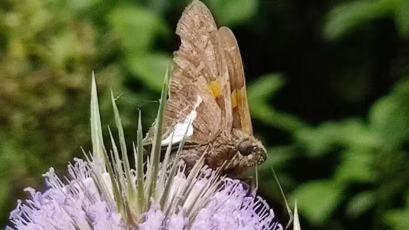 Hemlock Creek Trail - West Creek Conservancy - Independence, OH