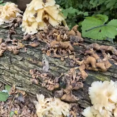Hemlock Creek Trail - West Creek Conservancy - Independence, OH