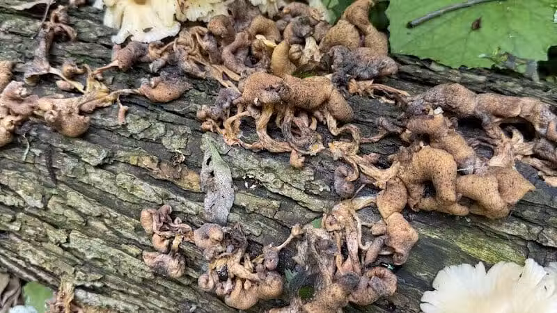 Hemlock Creek Trail - West Creek Conservancy - Independence, OH