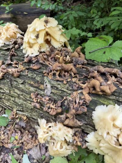 Hemlock Creek Trail - West Creek Conservancy - Independence, OH