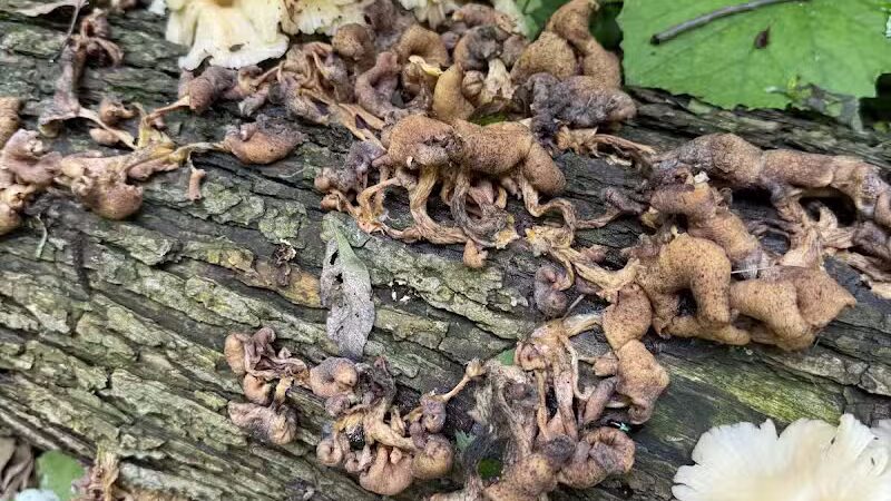 Hemlock Creek Trail - West Creek Conservancy - Independence, OH