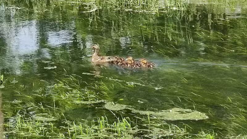 Ohio to Erie Trail, Lock 39 Trailhead - Independence, OH