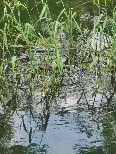 Ohio to Erie Trail, Lock 39 Trailhead - Independence, OH